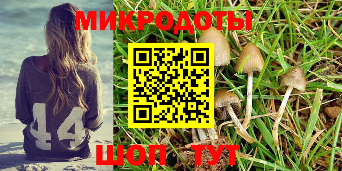Псилоцибиновые грибы Psilocybine cubensis Северск
